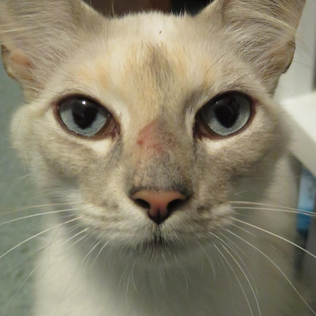 Enlarge Mayo 22752, a Adoptable mixed breed in Minneapolis, MN image 4/6