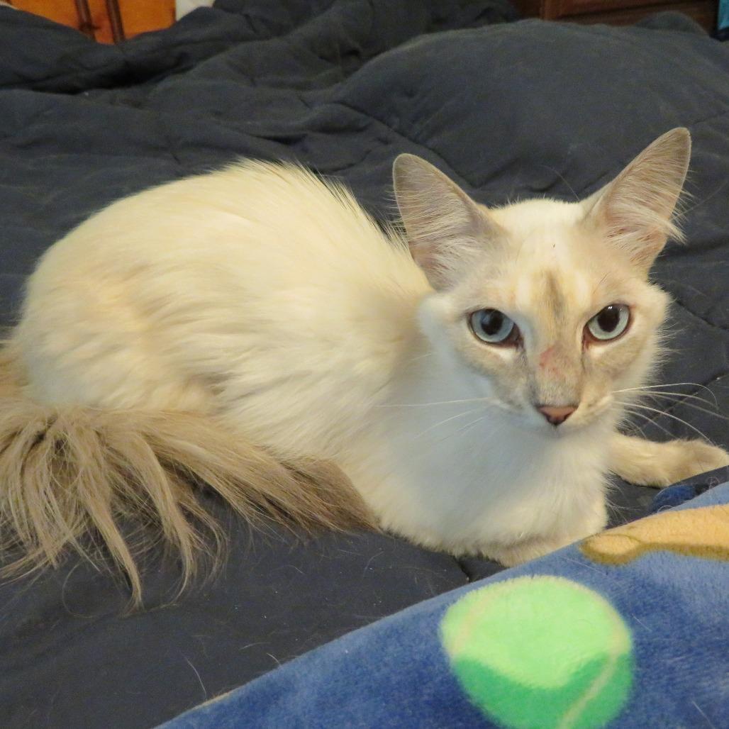 Enlarge Mayo 22752, a Adoptable mixed breed in Minneapolis, MN image 5/6