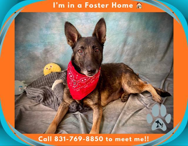 MARY, Adoptable, Adult Female German Shepherd Dog.