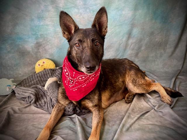MARY, Adoptable, Adult Female German Shepherd Dog.