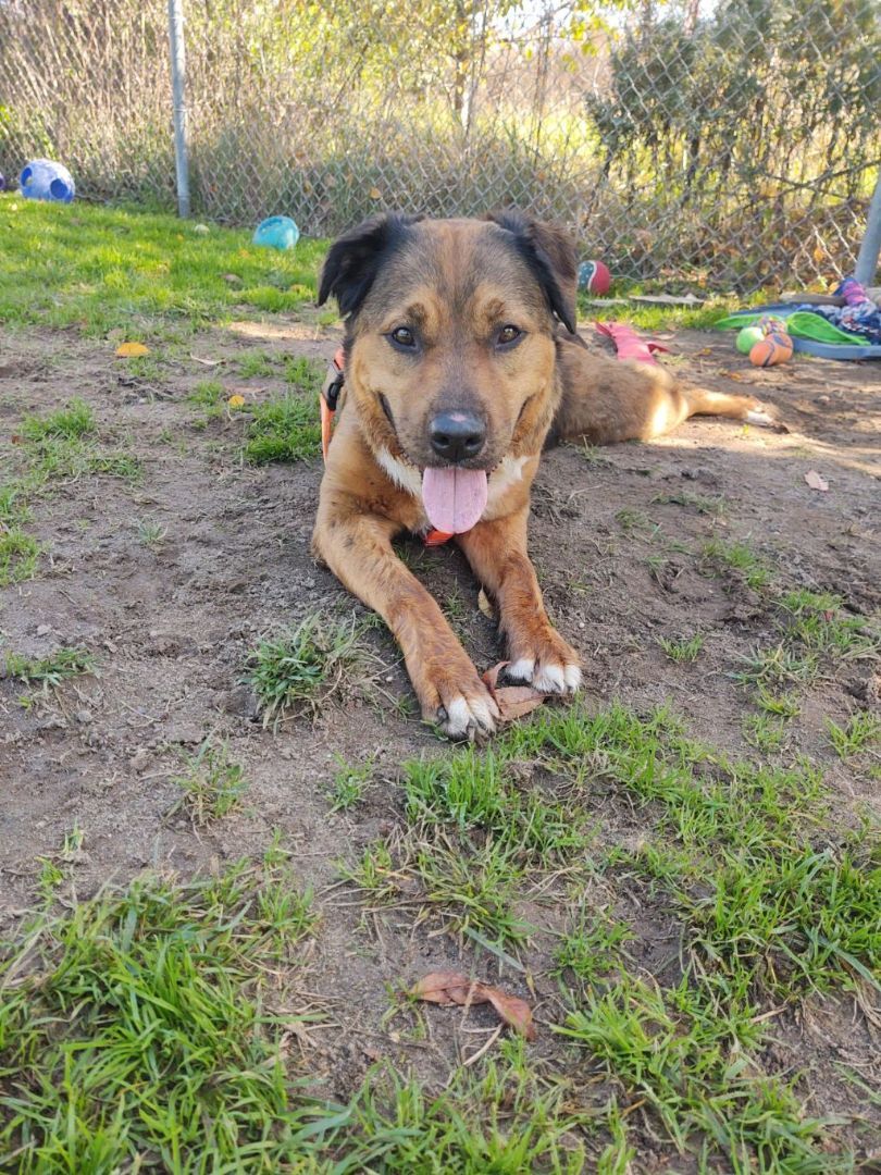 Darla, a Adoptable mixed breed in Cape May Court House, NJ image 4/6