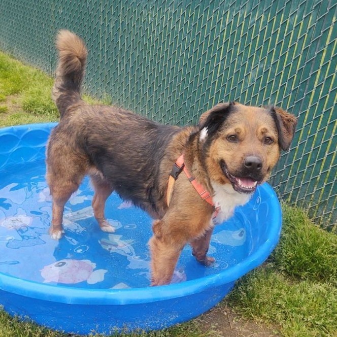 Darla, a Adoptable mixed breed in Cape May Court House, NJ image 1/6