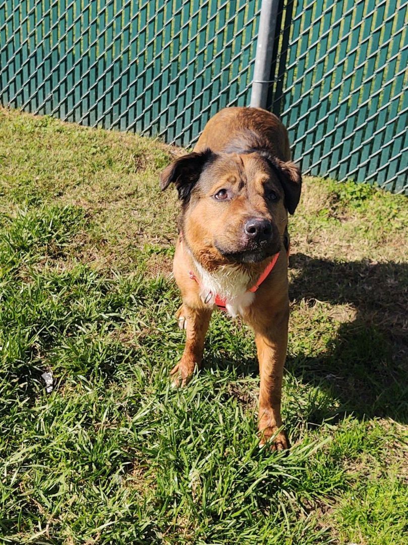 Darla, a Adoptable mixed breed in Cape May Court House, NJ image 6/6