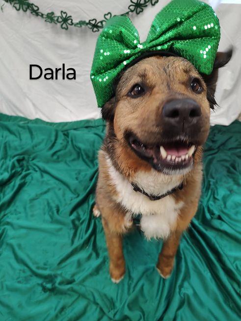 Darla, a Adoptable mixed breed in Cape May Court House, NJ image 2/6