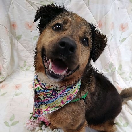 Darla, a Adoptable mixed breed in Cape May Court House, NJ image 3/6