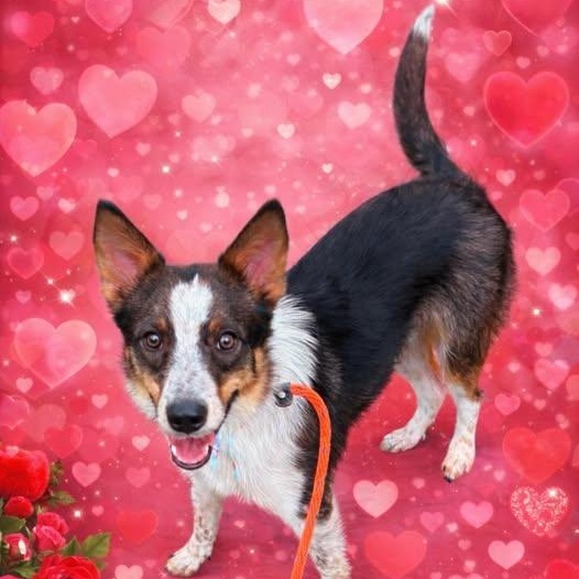 TALTY, Adoptable, Young Male Border Collie.