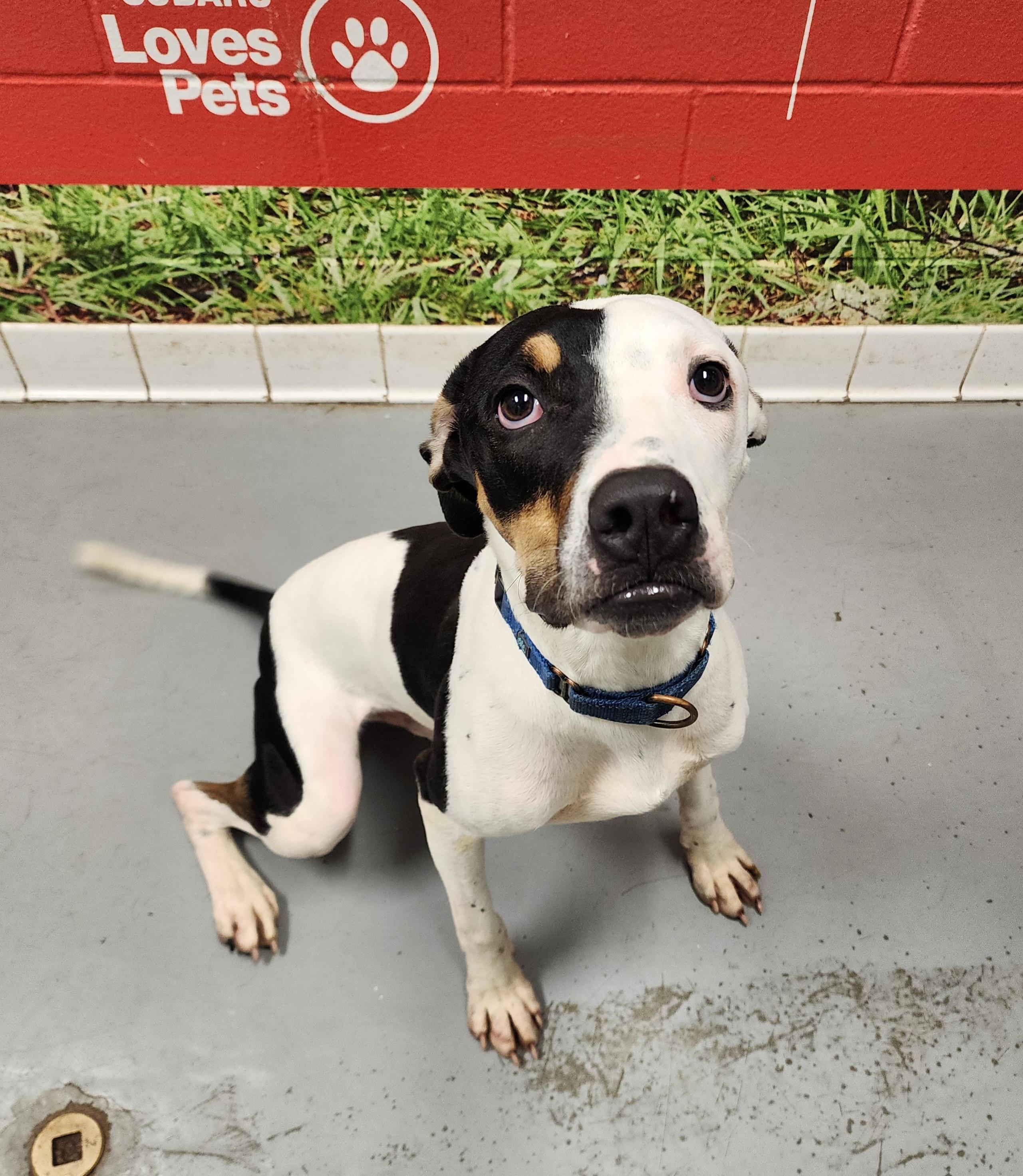 Neptune, an adopted mixed breed in Lafayette, IN image 1/2