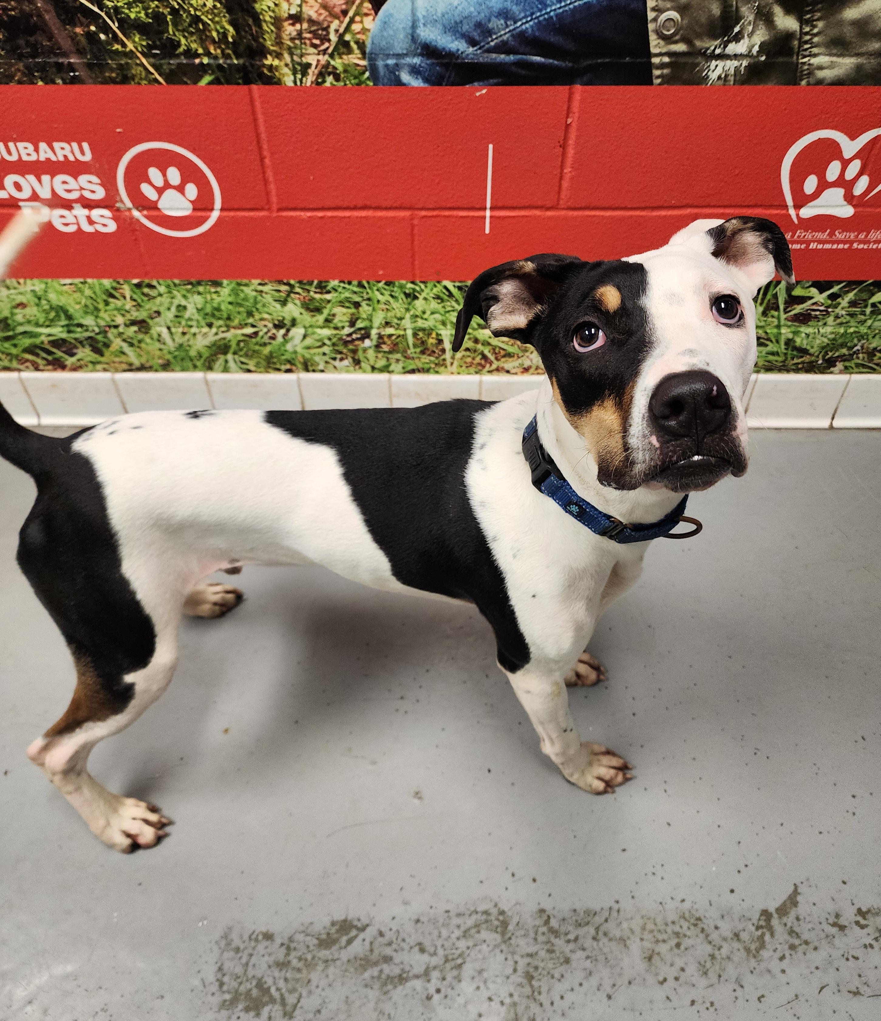 Neptune, an adopted mixed breed in Lafayette, IN image 2/2