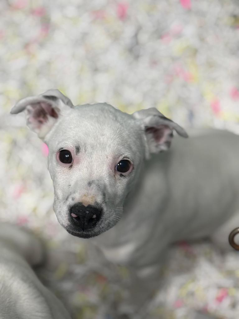 Enlarge Brynn, a Adoptable Mixed Breed in Danielsville, GA image 1/3