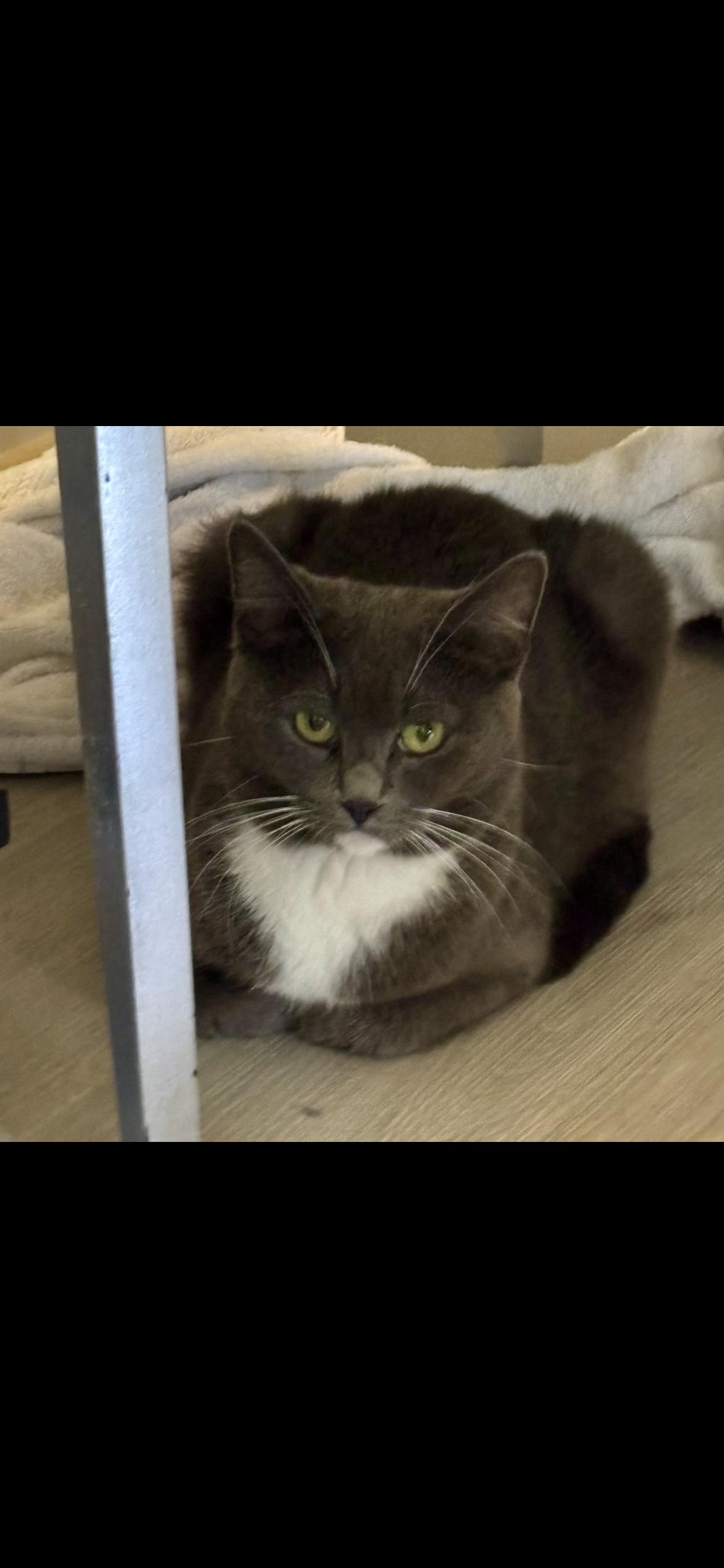 Casey, Adoptable, Adult Female Domestic Short Hair.