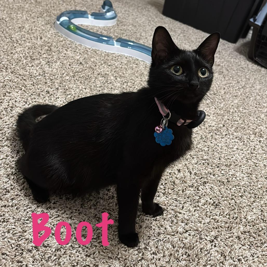 Boots, a Adoptable mixed breed in San Antonio, TX image 1/5