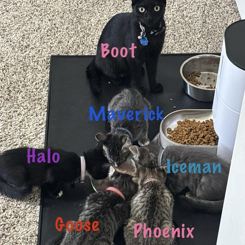 Boots, a Adoptable mixed breed in San Antonio, TX image 3/5