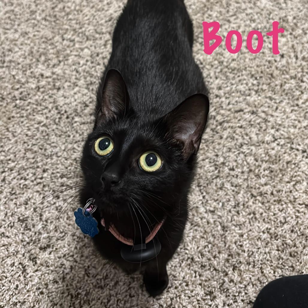 Boots, a Adoptable mixed breed in San Antonio, TX image 4/5