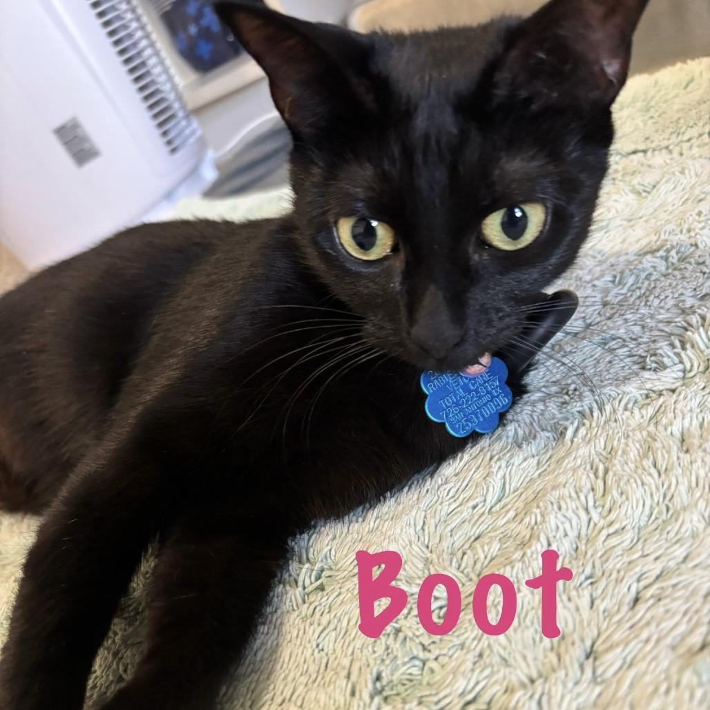 Boots, a Adoptable mixed breed in San Antonio, TX image 5/5