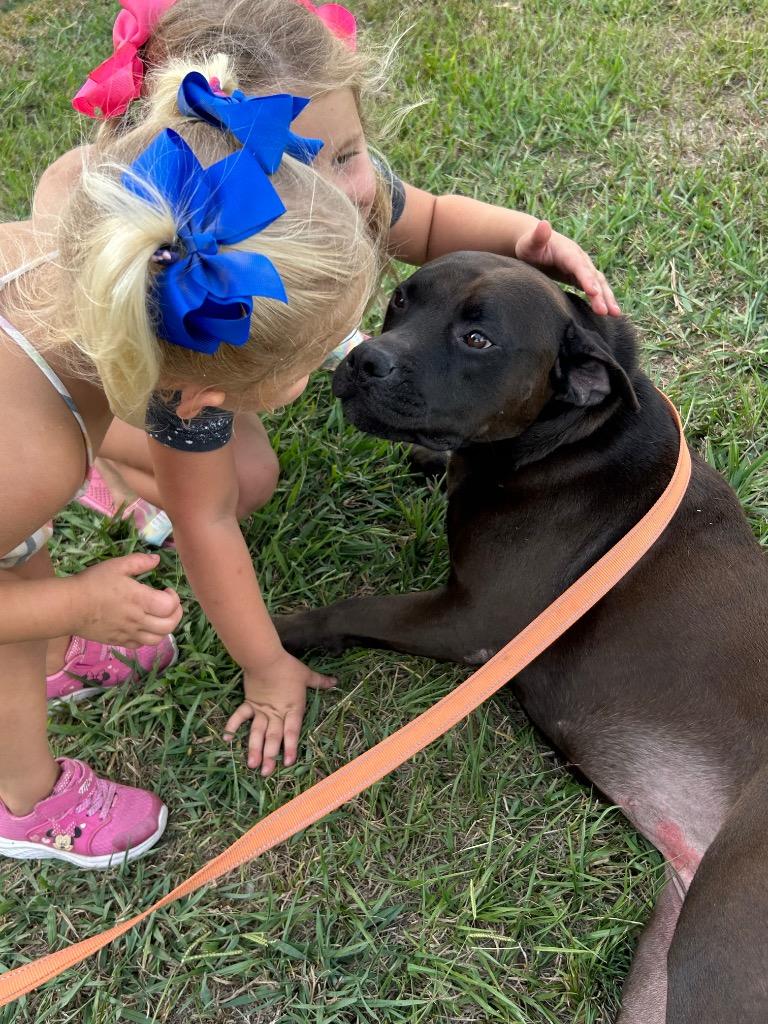 Momma, Adoptable, Adult Female Terrier & Pit Bull Terrier.