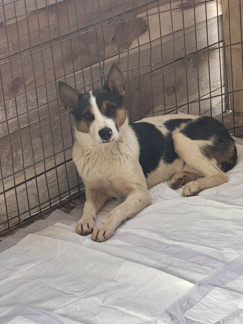 Enlarge Easter, a Adoptable mixed breed in Mexia, TX image 1/1