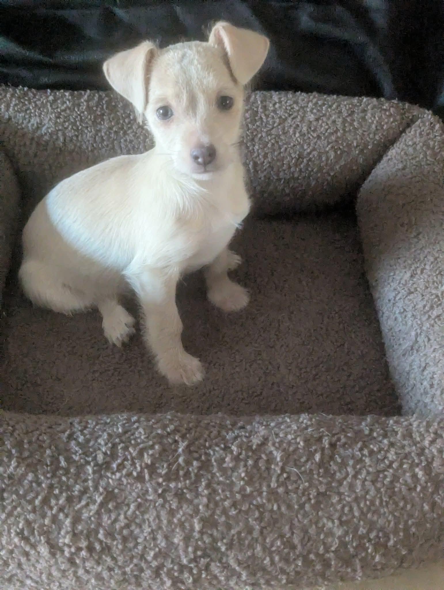 Sushi, Adoptable, Puppy Female Terrier & Dachshund.