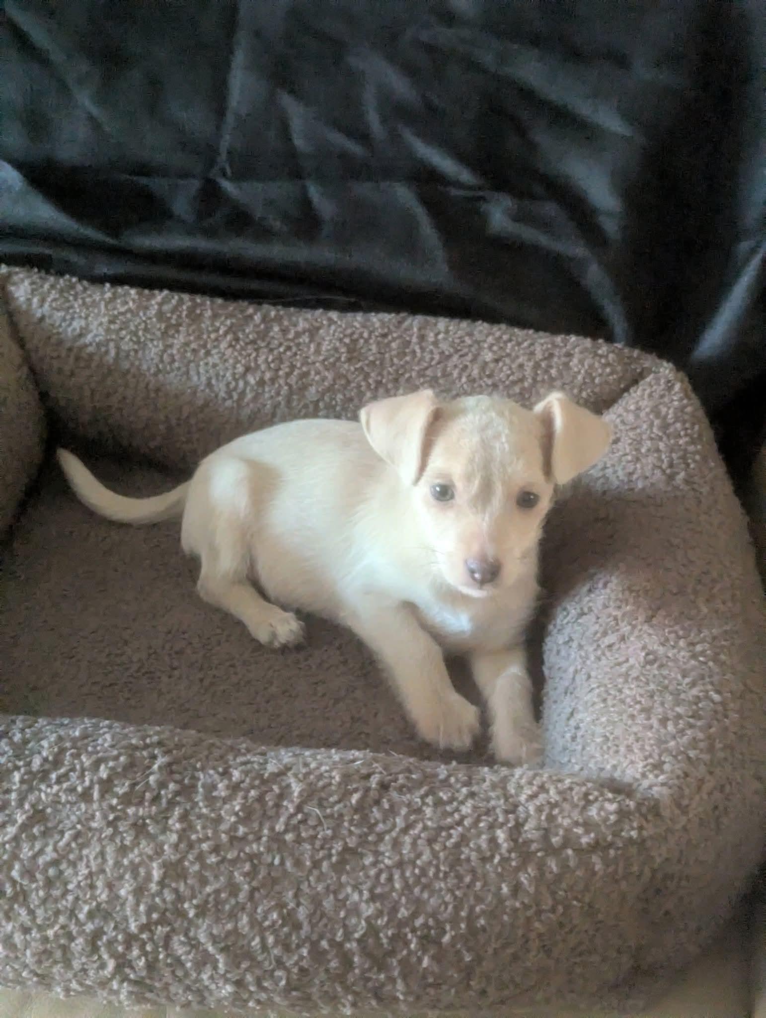 Enlarge Sushi, a Adoptable mixed breed in Oakland, CA image 2/6