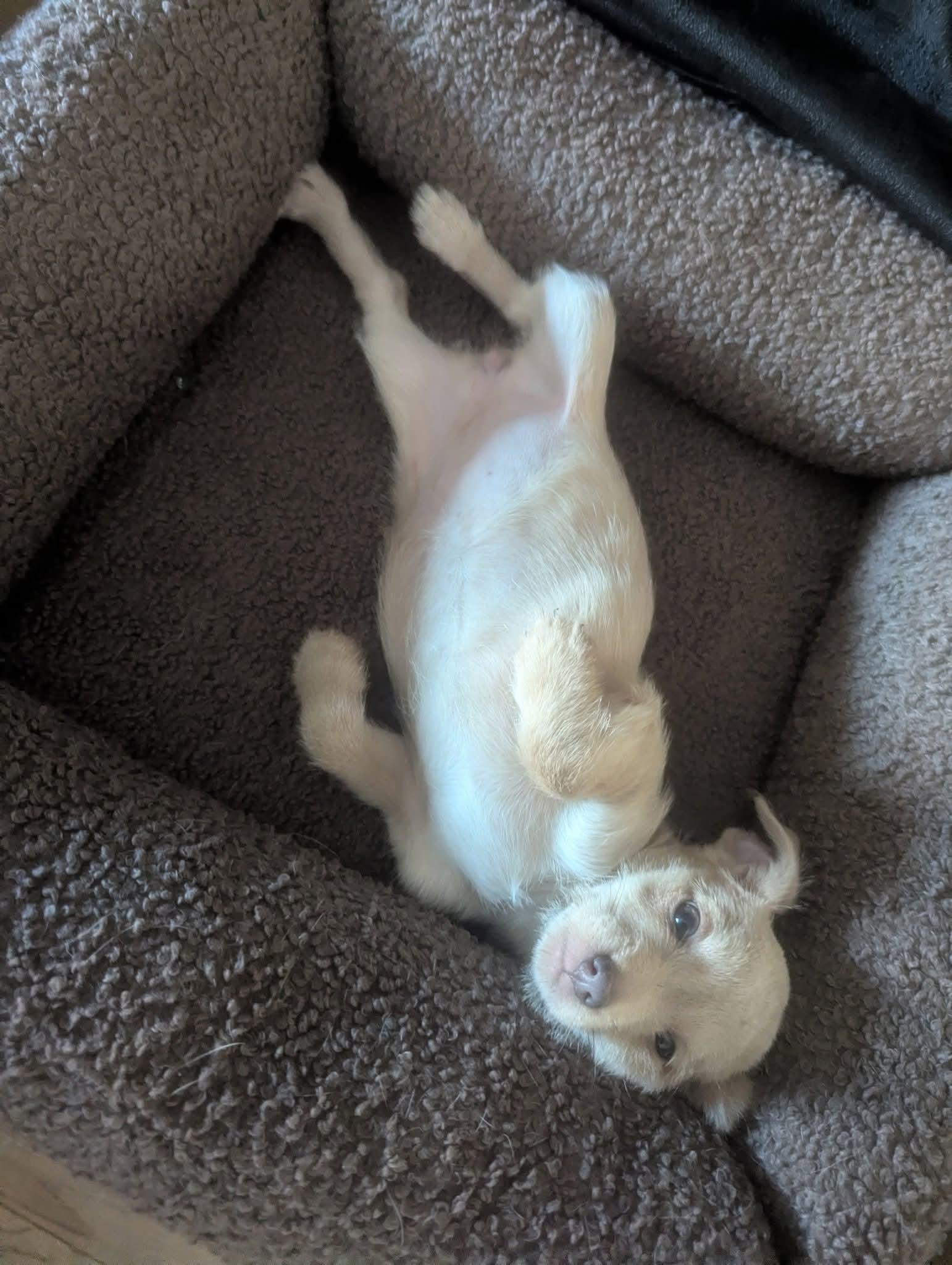 Enlarge Sushi, a Adoptable mixed breed in Oakland, CA image 3/6