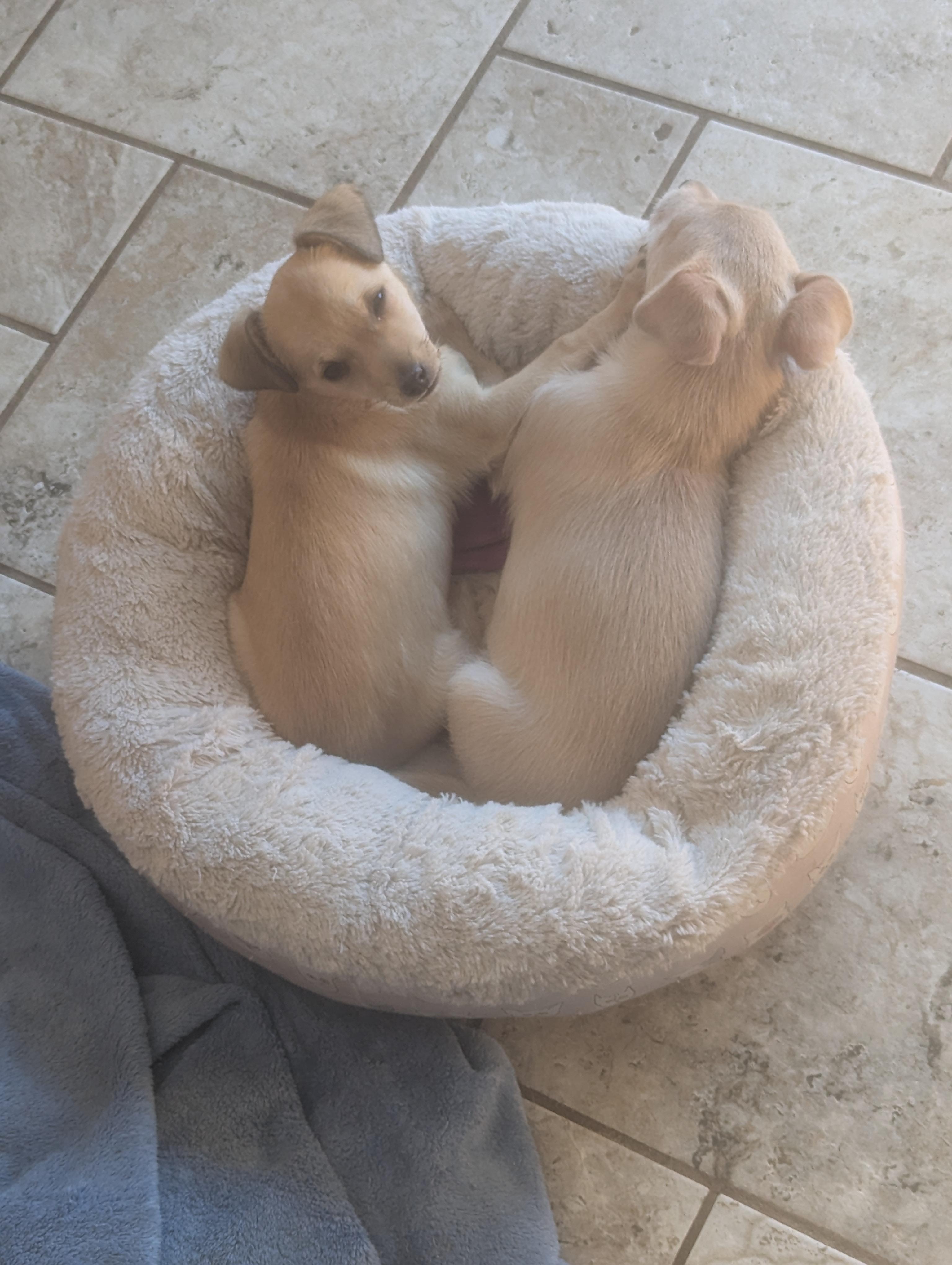 Enlarge Sushi, a Adoptable mixed breed in Oakland, CA image 4/6