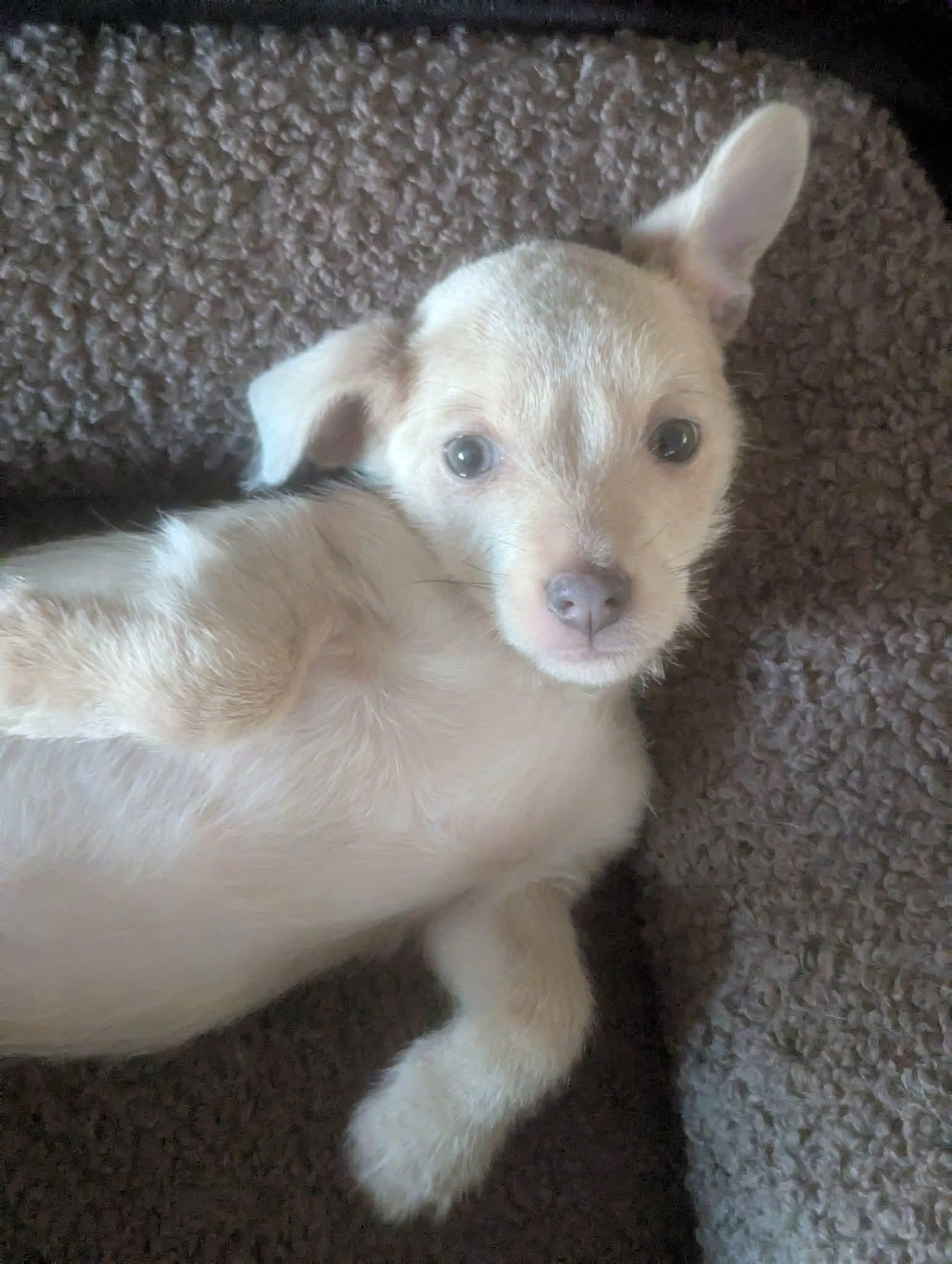 Enlarge Sushi, a Adoptable mixed breed in Oakland, CA image 5/6