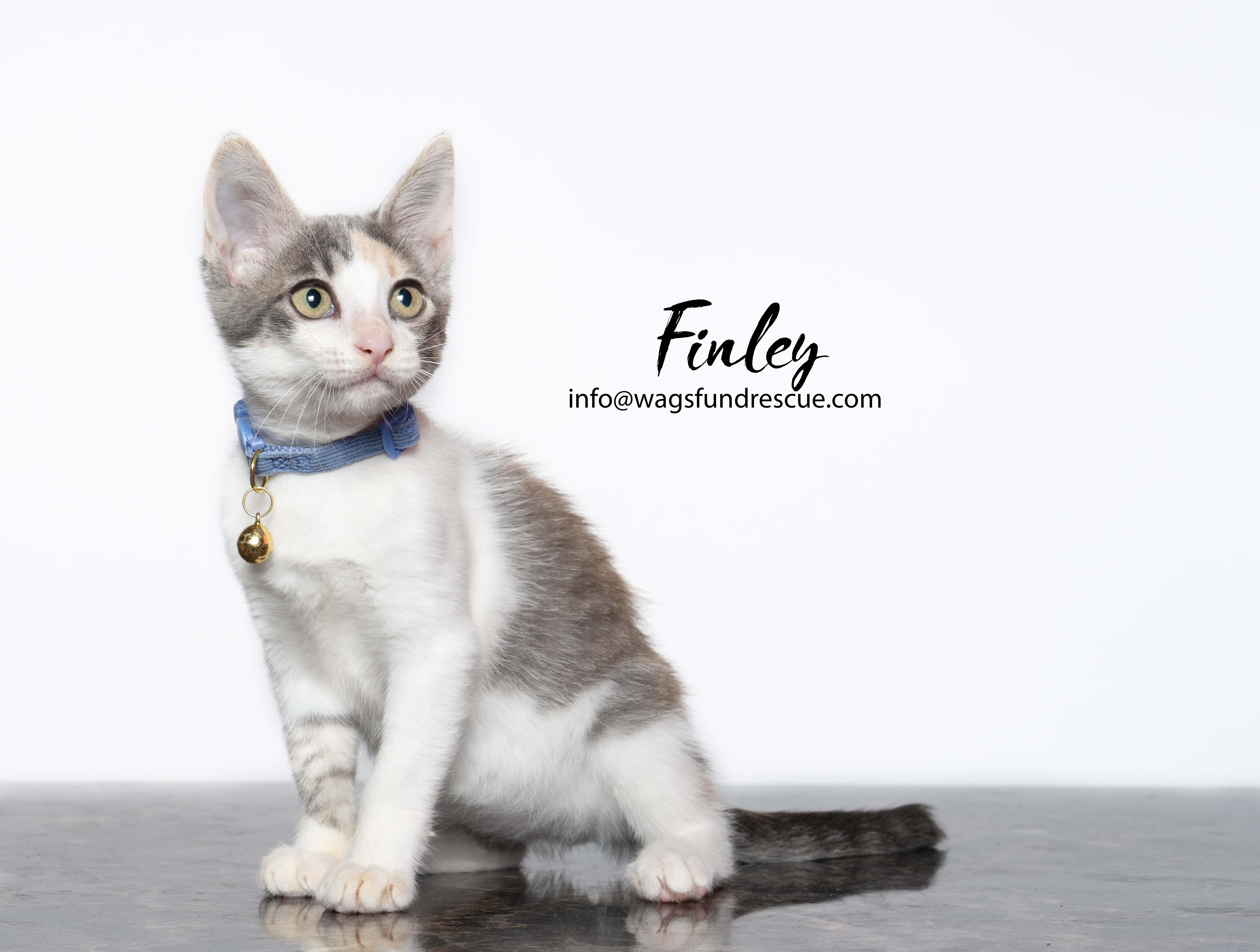 Finley, a ADOPTABLE mixed breed in Houston, TX image 2/4