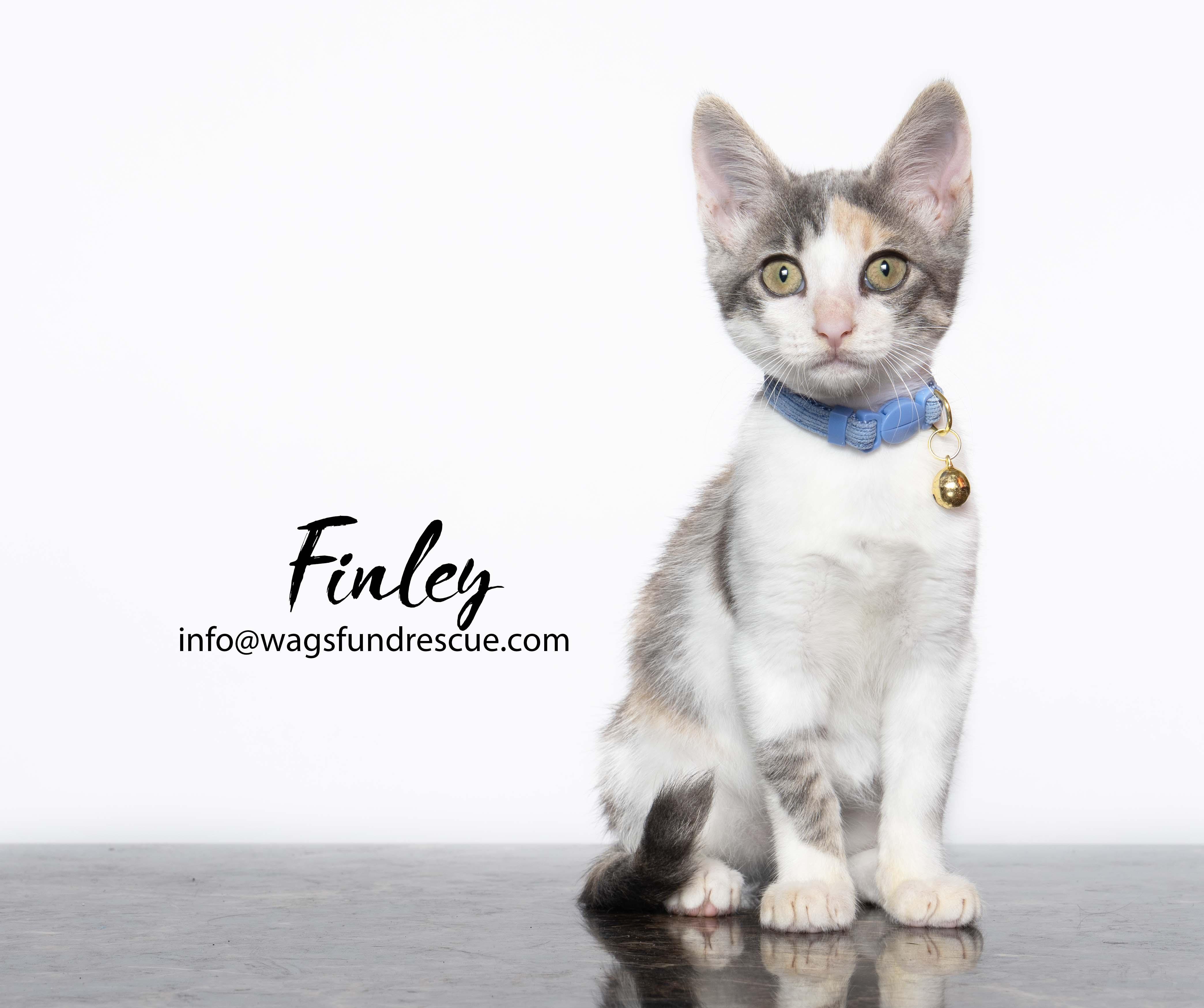 Finley, ADOPTABLE, Kitten Female Dilute Calico & Domestic Short Hair.