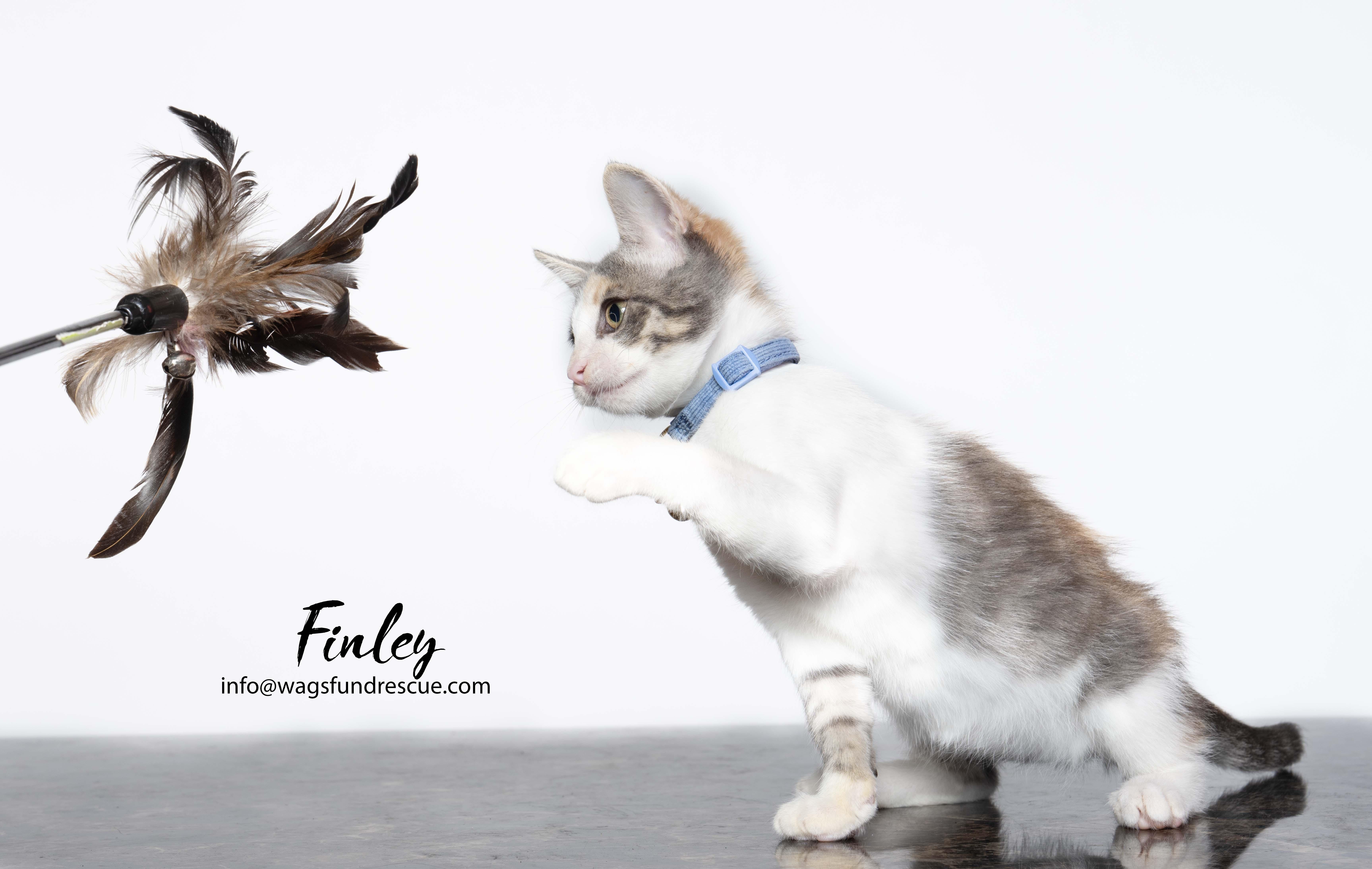 Finley, a ADOPTABLE mixed breed in Houston, TX image 3/4