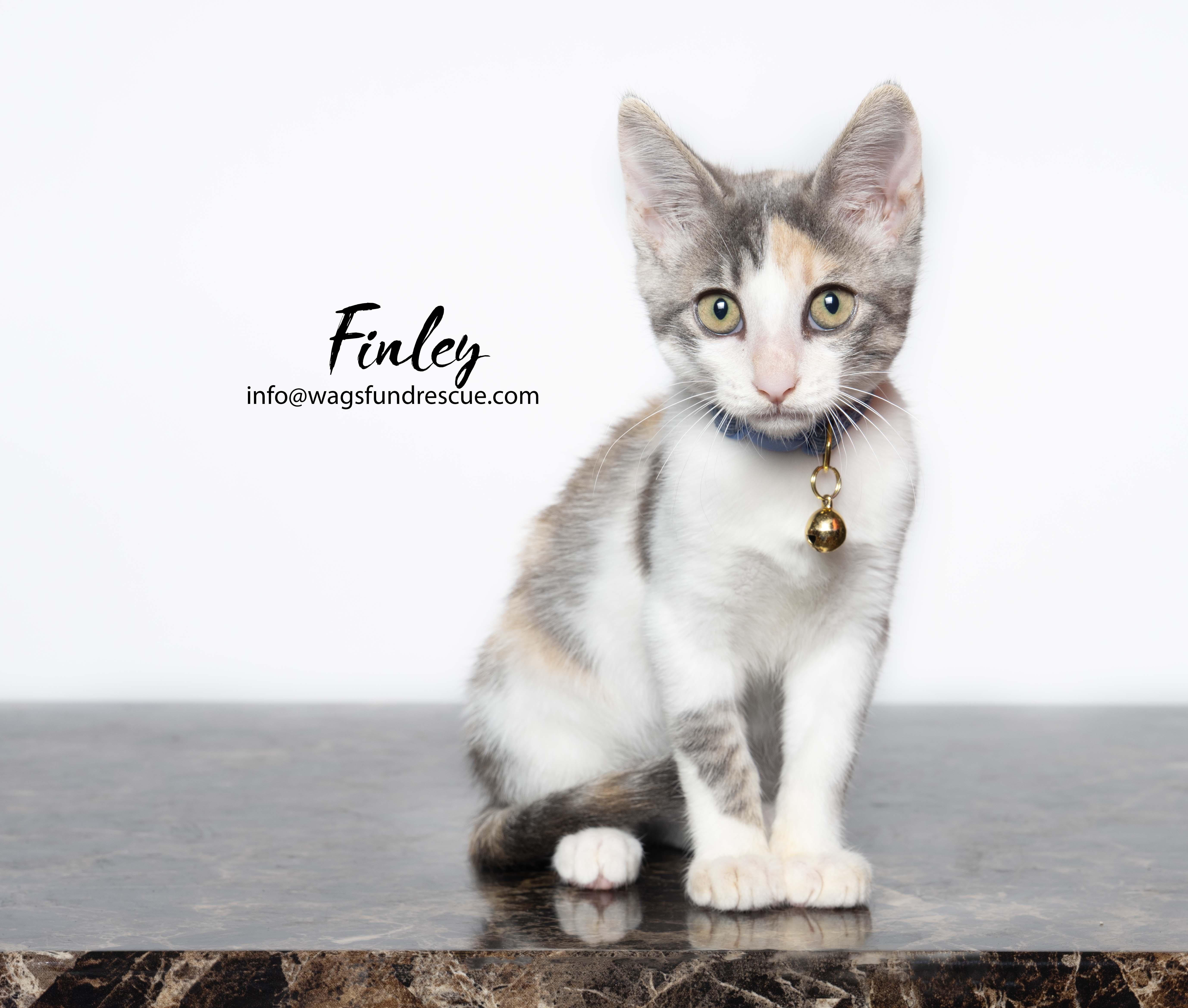 Finley, a ADOPTABLE mixed breed in Houston, TX image 4/4