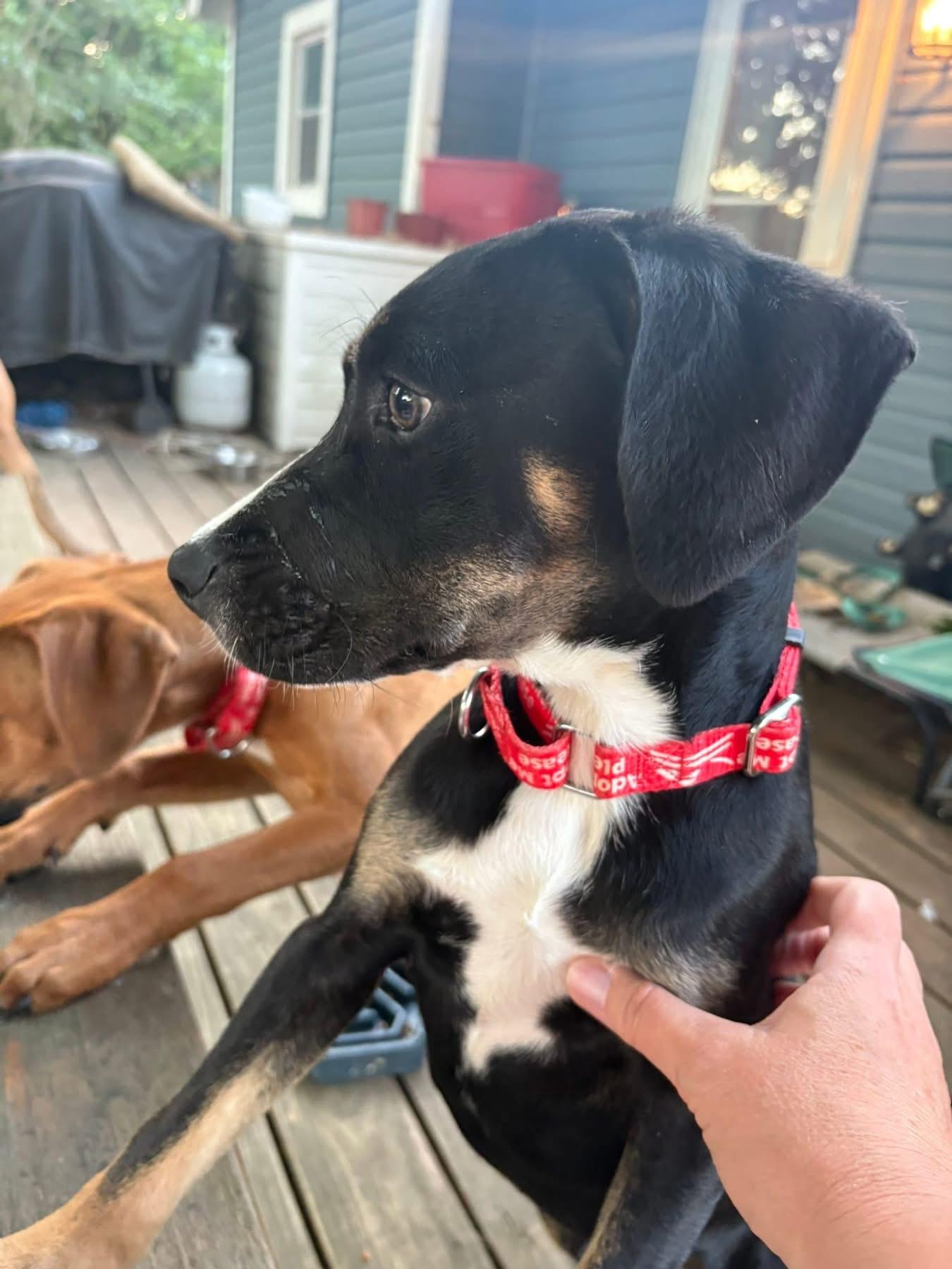 Tkachuk, a ADOPTABLE mixed breed in Maiden, NC image 5/5