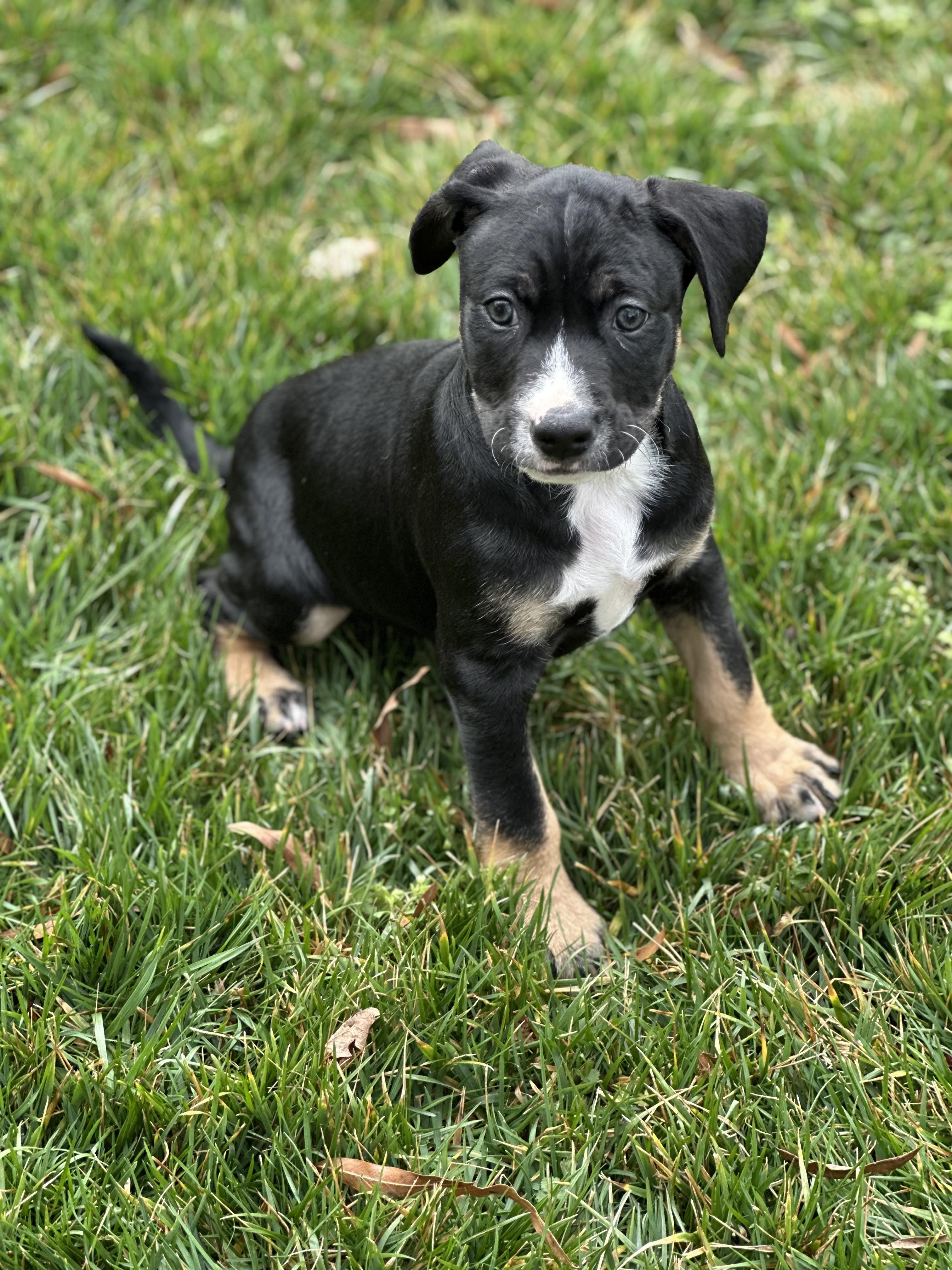 Enlarge Tkachuk, a ADOPTABLE mixed breed in Maiden, NC image 4/4