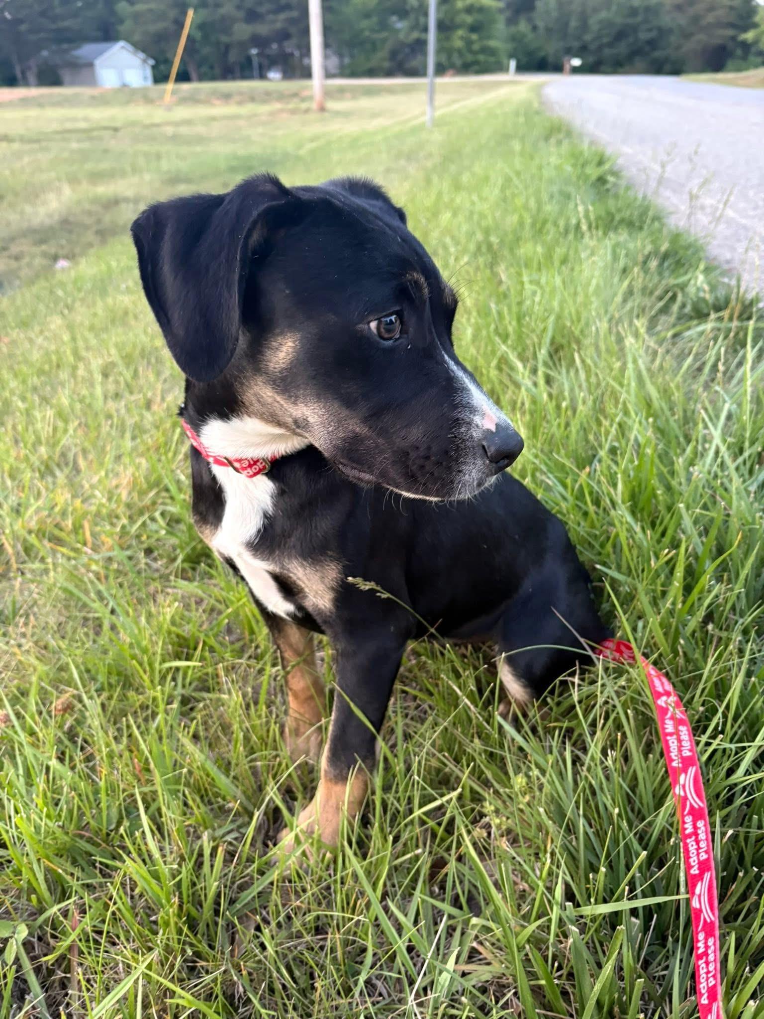 Tkachuk, a ADOPTABLE mixed breed in Maiden, NC image 4/5