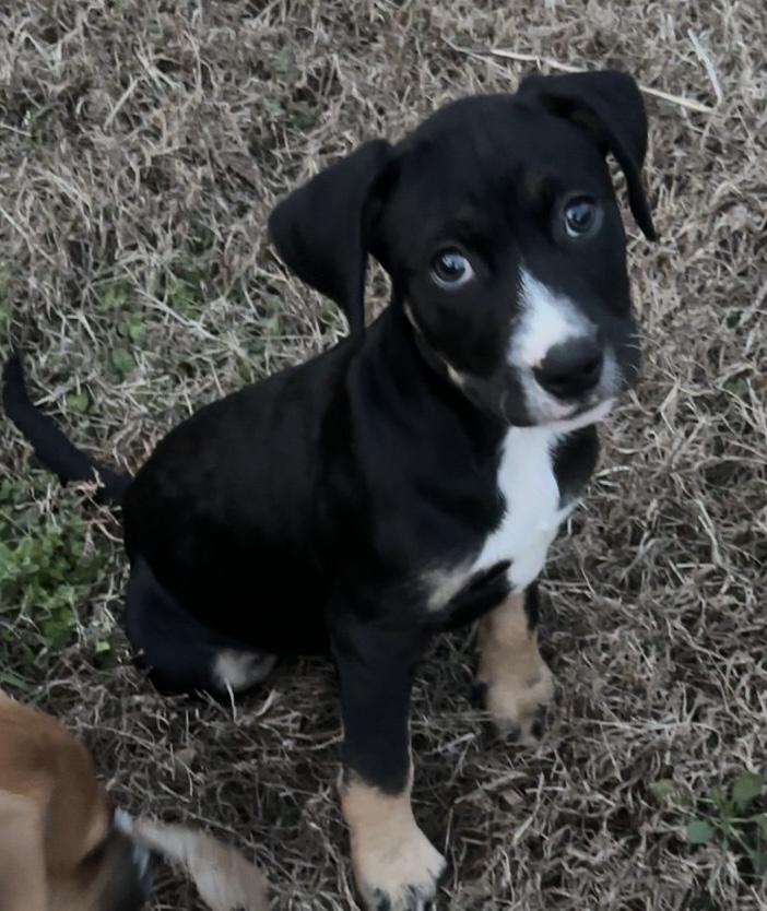 Enlarge Tkachuk, a ADOPTABLE mixed breed in Maiden, NC image 2/4