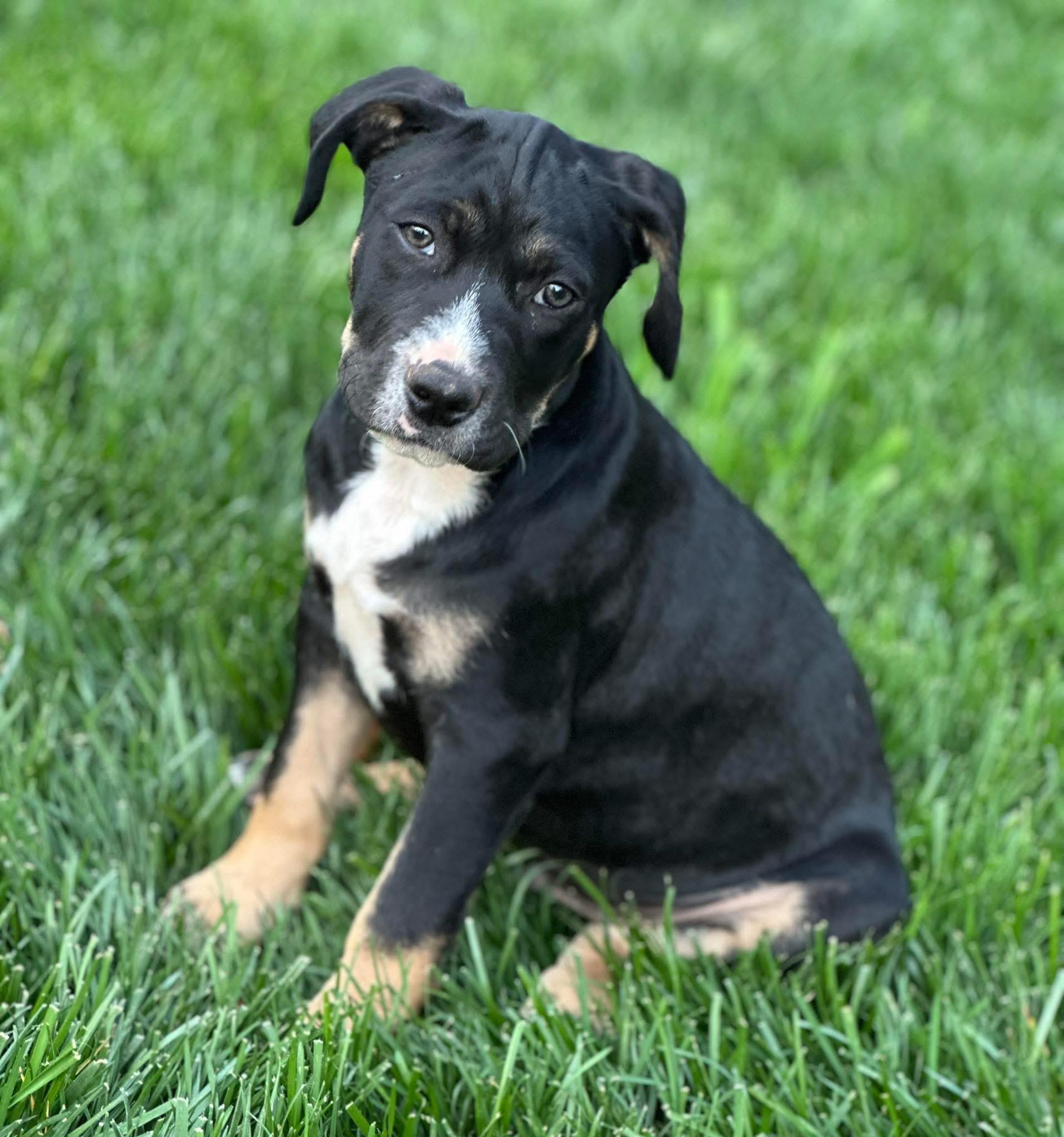 Tkachuk, ADOPTABLE, Puppy Male Boxer & Labrador Retriever.