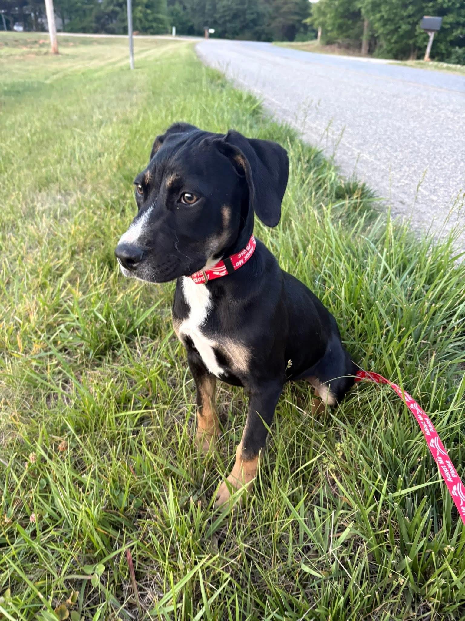 Tkachuk, a ADOPTABLE mixed breed in Maiden, NC image 1/5