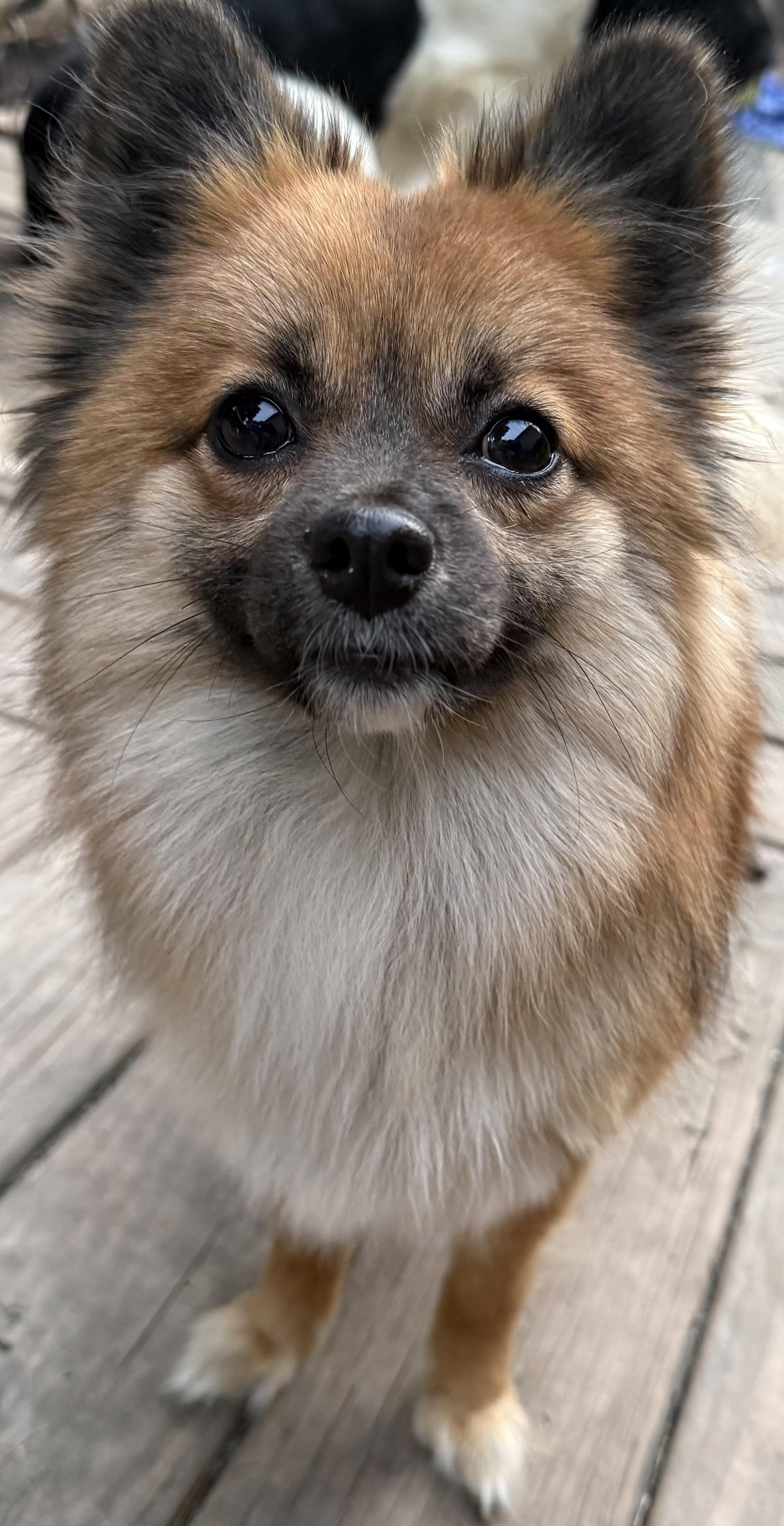 Enlarge Zora, an adopted Pomeranian in Delmar, NY image 3/3