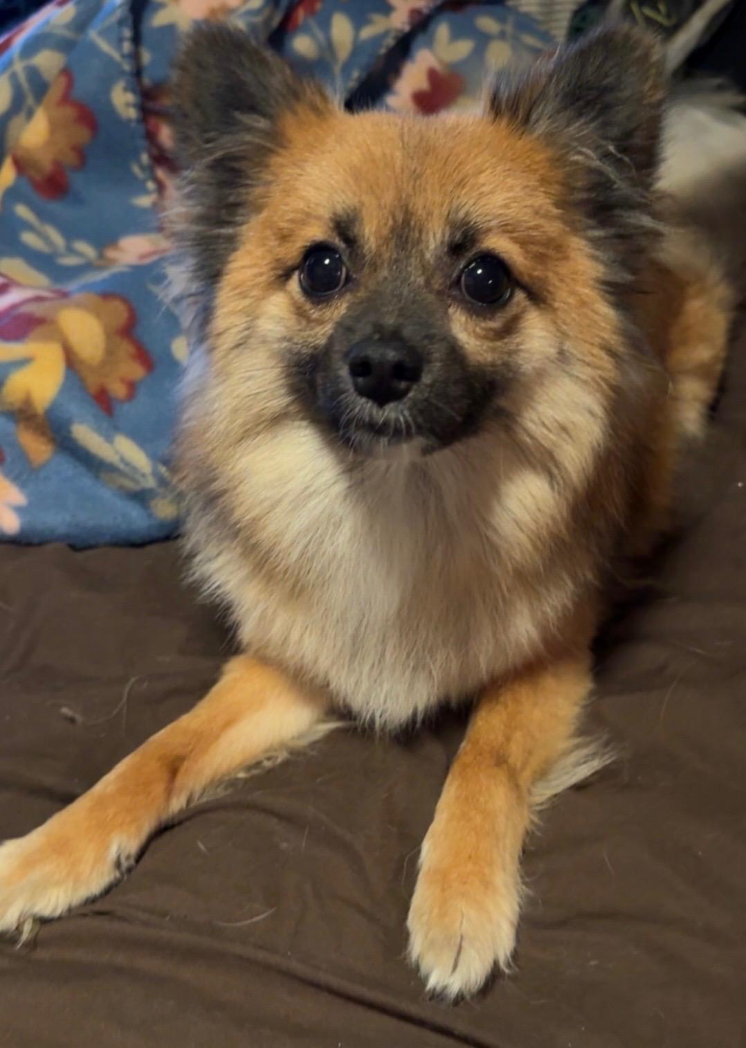 Zora, adopted, Adult Female Pomeranian.