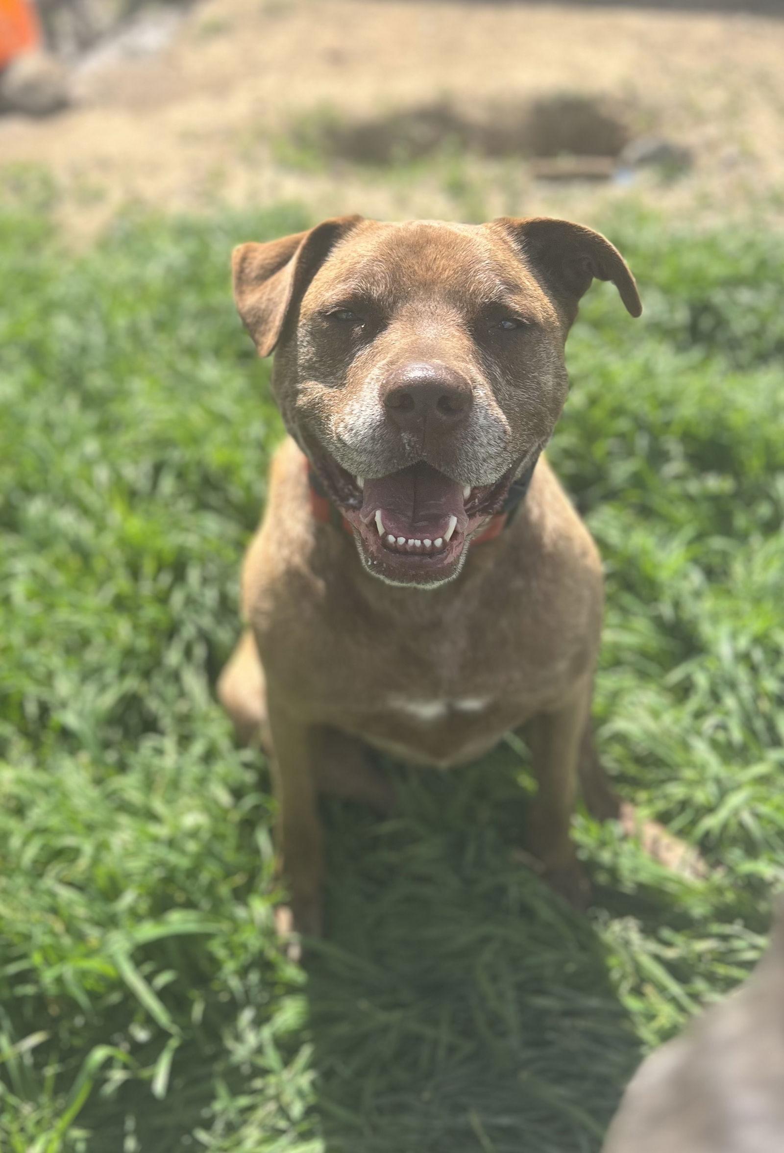 DRAKO, Adoptable, Adult Male Labrador Retriever & Staffordshire Bull Terrier.