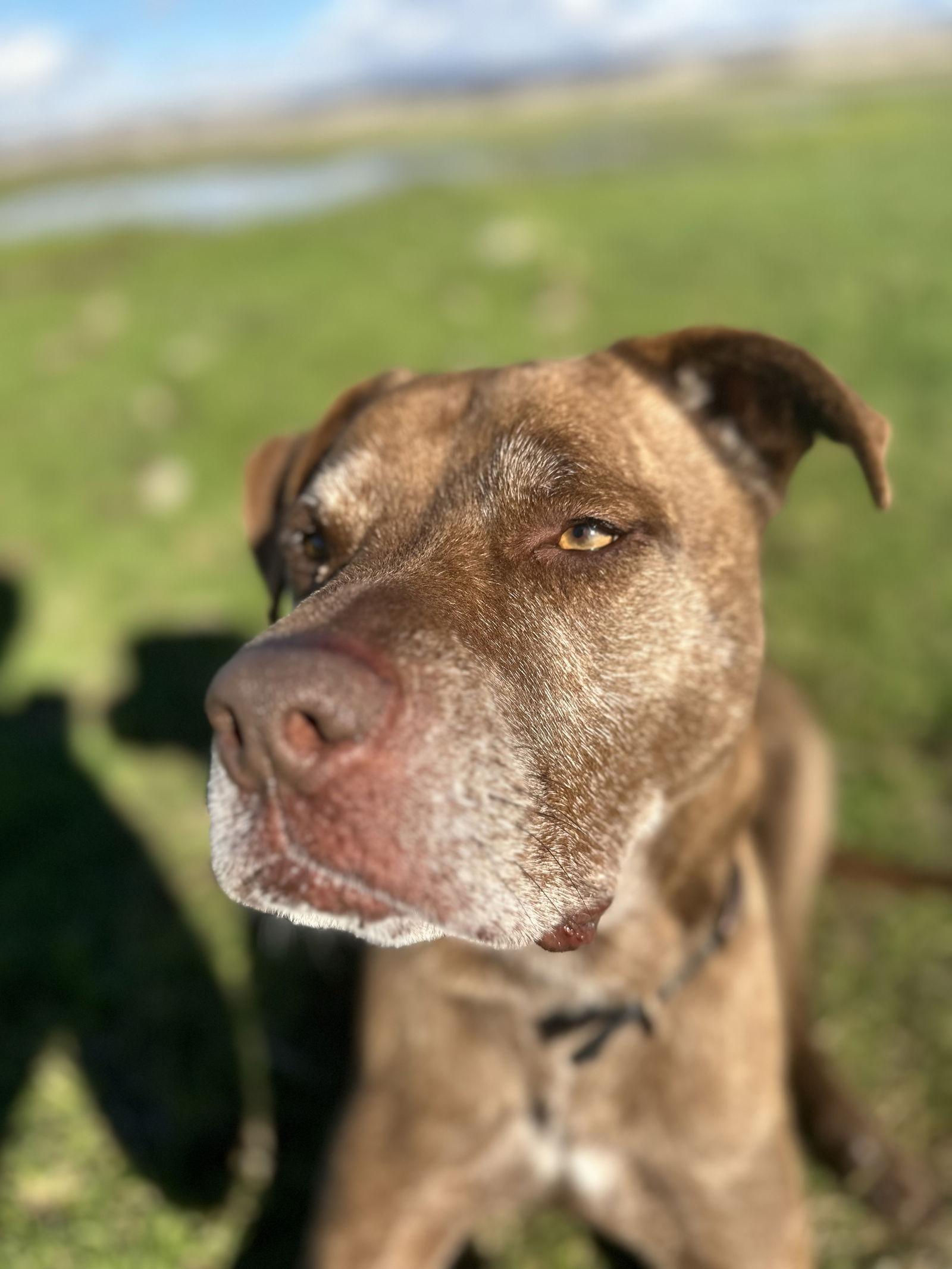 DRAKO, a Adoptable mixed breed in Chico, CA image 2/3