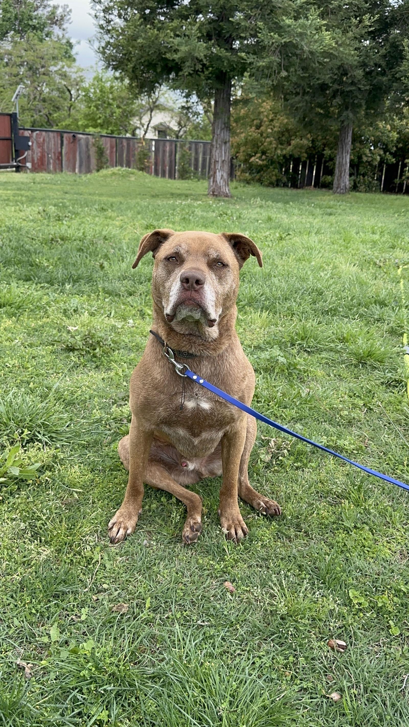 DRAKO, a Adoptable mixed breed in Chico, CA image 3/3