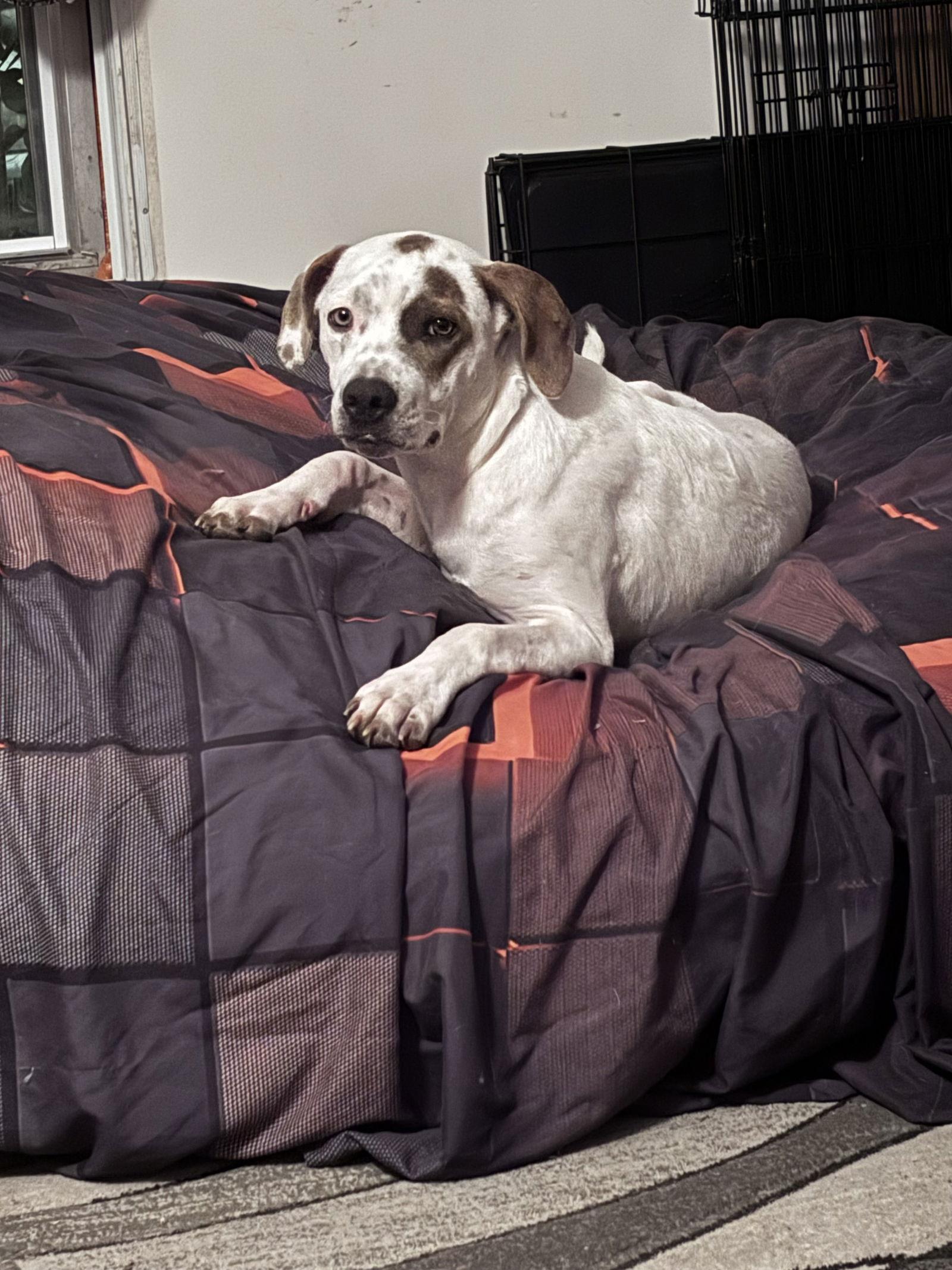 O'Malley, Adoptable, Puppy Male Pointer.