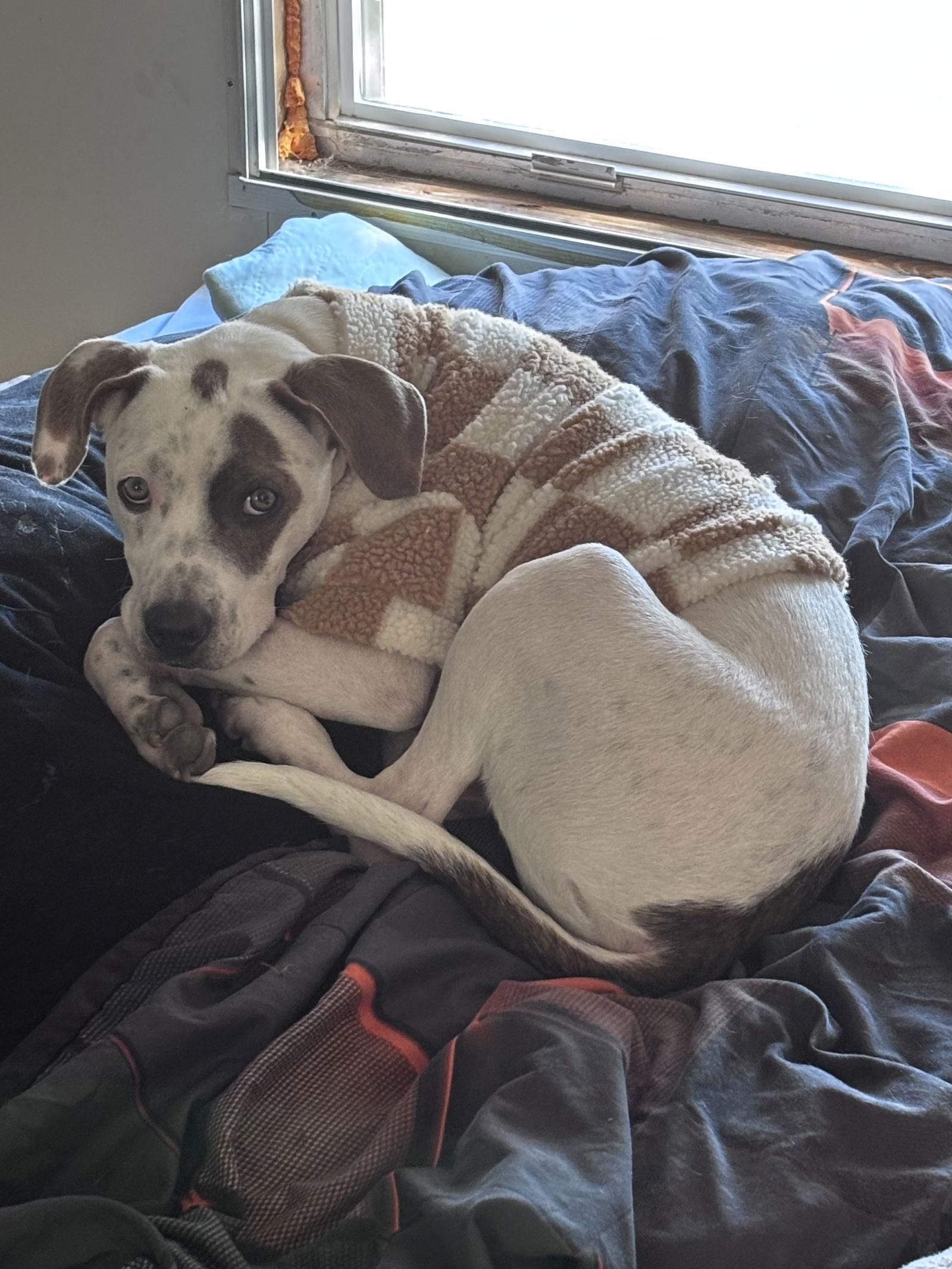 Enlarge O'Malley, a Adoptable Pointer in St. Louis, MO image 2/3