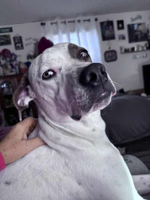 O'Malley, Adoptable, Puppy Male Pointer.