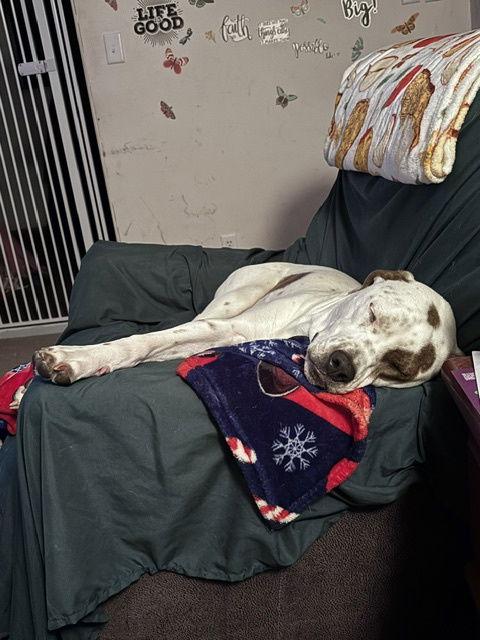 O'Malley, a Adoptable Pointer in St. Louis, MO image 2/3