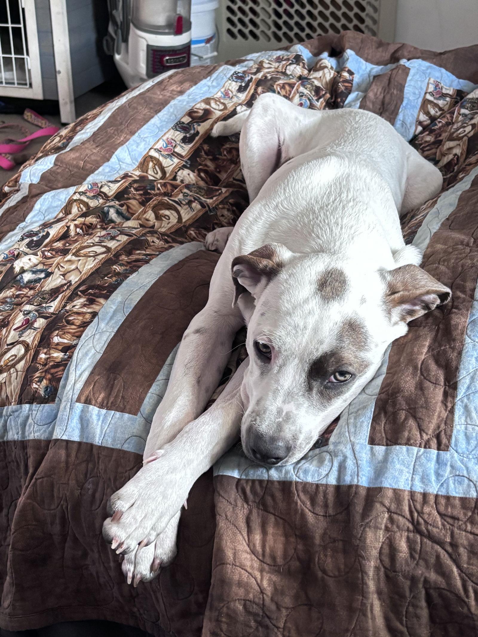 Enlarge O'Malley, a Adoptable Pointer in St. Louis, MO image 3/3