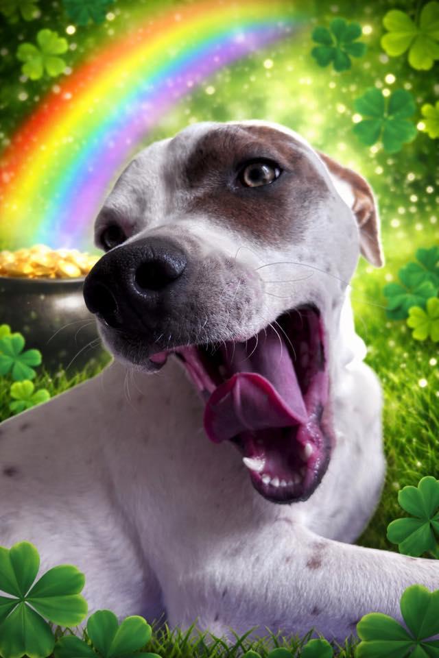 Enlarge O'Malley, a Adoptable Pointer in St. Louis, MO image 2/3