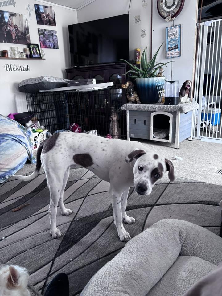Enlarge O'Malley, a Adoptable Pointer in St. Louis, MO image 3/3