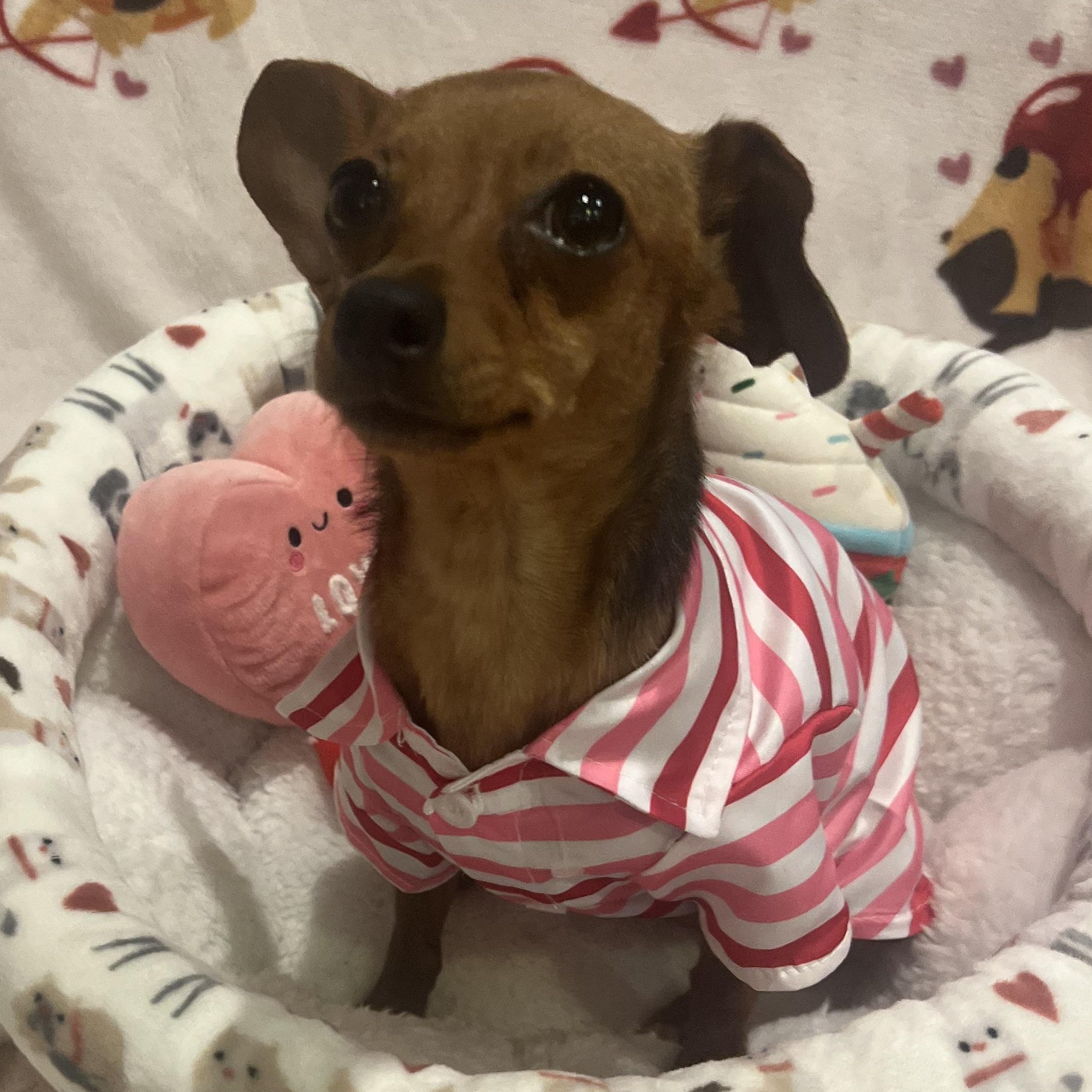 Enlarge Ms. Jelly Belly Zoey, an adopted mixed breed in Vancouver, BC image 6/6