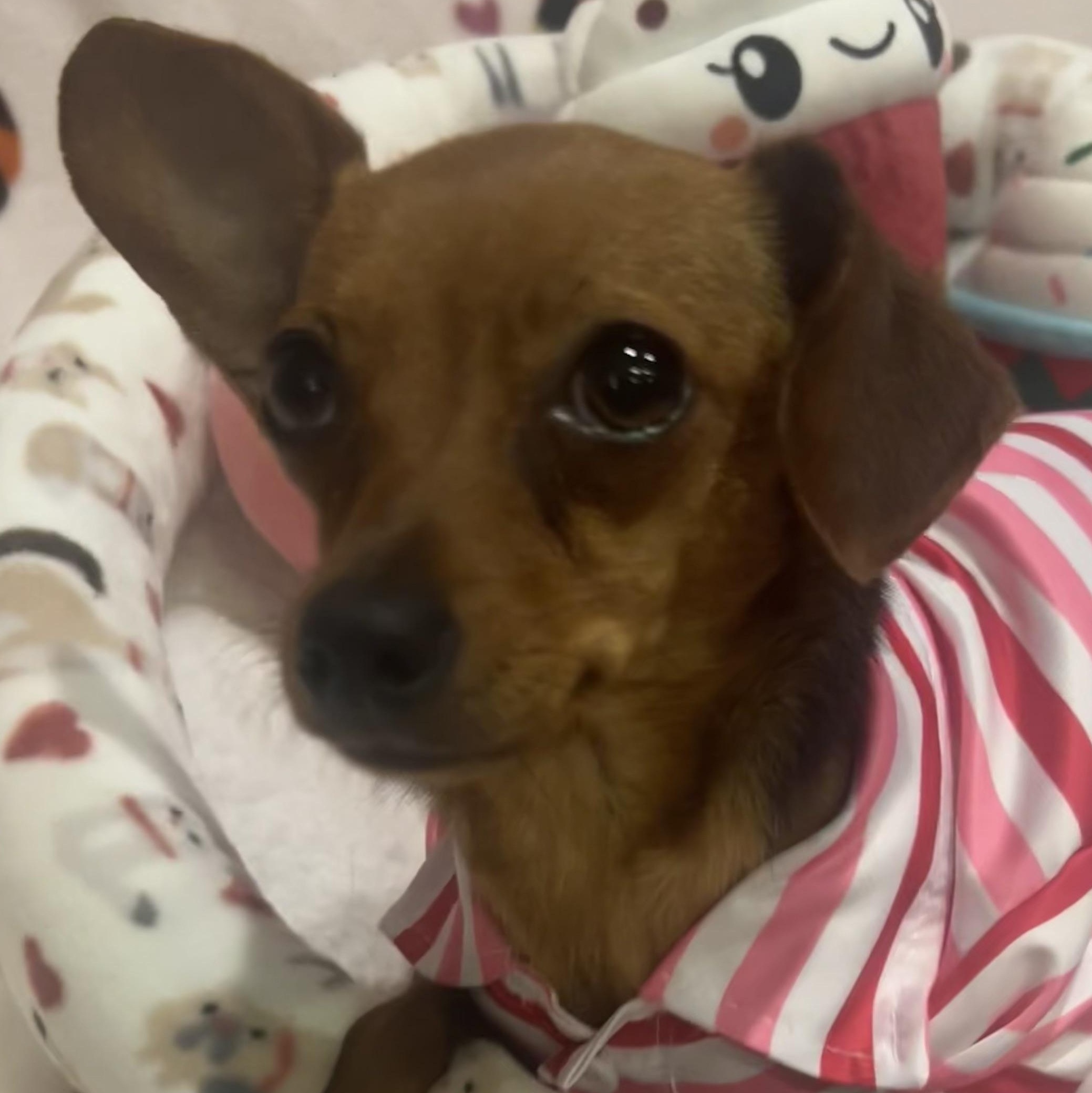Ms. Jelly Belly Zoey, adopted, Puppy Female Dachshund & Chihuahua.