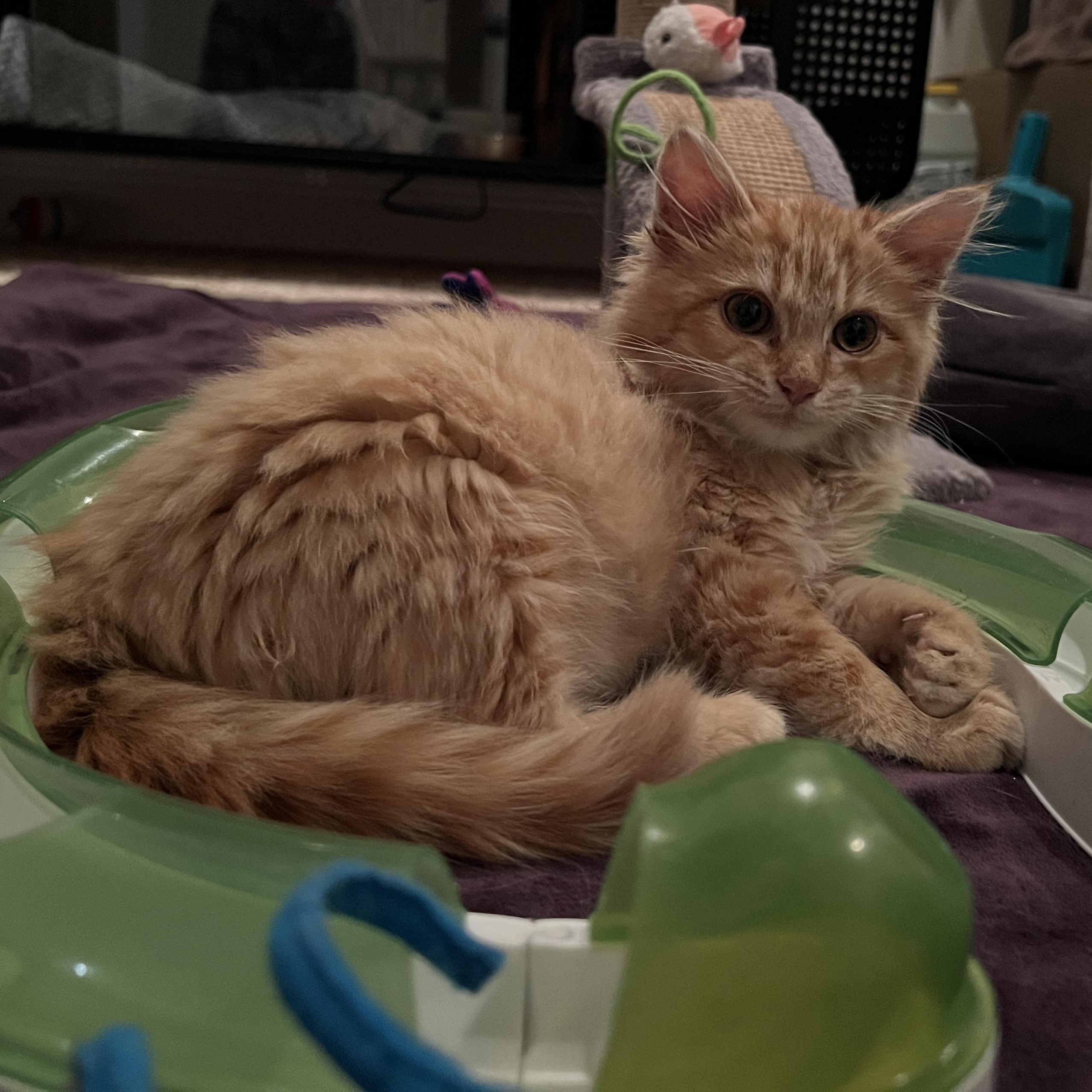 Scotchie, adopted, Kitten Female Domestic Long Hair.